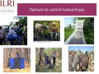 Technological options on tryps and tsetse management - Experiences from Ghibe Valley 