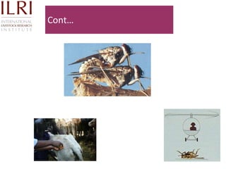 Technological options on tryps and tsetse management - Experiences from Ghibe Valley 