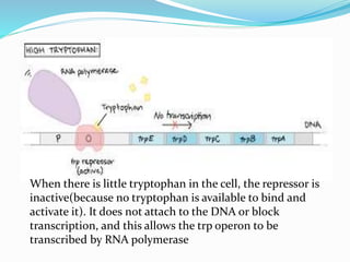 When there is little tryptophan in the cell, the repressor is
inactive(because no tryptophan is available to bind and
activate it). It does not attach to the DNA or block
transcription, and this allows the trp operon to be
transcribed by RNA polymerase
 