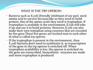 • Bacteria such as E.coli (friendly inhibitant of our gut) need
amino acid to survive because,like us they need to build
protein. One of the amino acids they need is tryptophan. If
tryptophan is available in the environment, E.coli will take
it up and use it to build proteins. However, E.coli can also
make their own trptophan using enzymes that are encoded
by five gene.These five genes are located next to each other
in what is called trp operon.
• If the tryptophan is present in the environment, then
E.coli bacteria don’t need to synthesize it, so transcription
of the gene in the trp operon is switched off. When
tryptophan availability is low, the operon is switched on
the gene are transcribed, biosynthetic enzymes are made
and more tryptophan is produced
WHAT IS THE TRP OPERON?
 