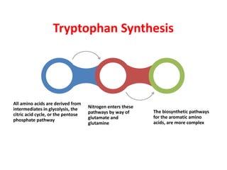 Tryptophan Synthesis
The biosynthetic pathways
for the aromatic amino
acids, are more complex
All amino acids are derived from
intermediates in glycolysis, the
citric acid cycle, or the pentose
phosphate pathway
Nitrogen enters these
pathways by way of
glutamate and
glutamine
 