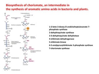 Biosynthesis of chorismate, an intermediate in
the synthesis of aromatic amino acids in bacteria and plants.
1-2-keto-3-deoxy-D-arabinoheptulosonate 7-
phosphate synthase
2-dehydroquinate synthase
3-3-dehydroquinate dehydratase
4-shikimate dehydrogenase
5-shikimate kinase
6-5-enolpyruvylshikimate 3-phosphate synthase
7-chorismate synthase
 