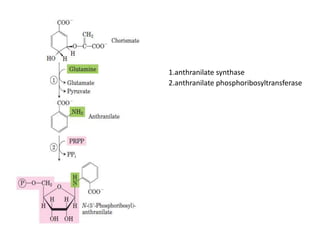 1.anthranilate synthase
2.anthranilate phosphoribosyltransferase
 