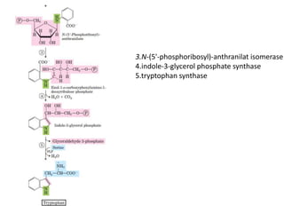 3.N-(5'-phosphoribosyl)-anthranilat isomerase
4.indole-3-glycerol phosphate synthase
5.tryptophan synthase
 