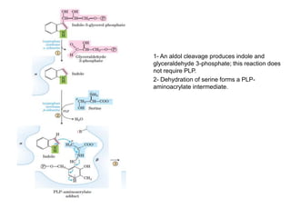 1- An aldol cleavage produces indole and
glyceraldehyde 3-phosphate; this reaction does
not require PLP.
2- Dehydration of serine forms a PLP-
aminoacrylate intermediate.
 