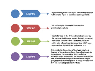 Intermediate channeling of this type may be a
feature of the entire pathway from chorismate to
tryptophan. Enzyme active sites catalyzing
different steps (sometimes not sequential steps) of
the pathway to tryptophan are found on single
polypeptides in some species of fungi and bacteria,
but are separate proteins in others
STEP 01
Tryptophan synthase catalyzes a multistep reaction
with several types of chemical rearrangements
STEP 02
The second part of the reaction requires
pyridoxal phosphate
STEP 03
Indole formed in the first part is not released by
the enzyme, but instead moves through a channel
from the α subunit active site to the β subunit
active site, where it condenses with a Schiff base
intermediate derived from serine and PLP
STEP 04
 