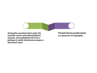 Phosphoribosyl pyrophosphate
is a precursor of tryptophan
Among the essential amino acids, the
aromatic amino acids (phenylalanine,
tyrosine, and tryptophan) form by a
pathway in which chorismate occupies a
key branch point
 