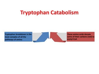 Tryptophan Catabolism
Tryptophan breakdown is the
most complex of all the
pathways of amino
These amino acids donate
some of their carbons (red) to
acetyl-CoA
TITLE GOES HERE
This i a sample text. You
simply add your own text here.
 