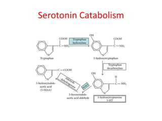 Serotonin Catabolism
 