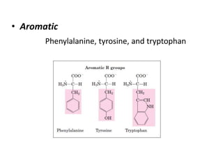 • Aromatic
Phenylalanine, tyrosine, and tryptophan
 