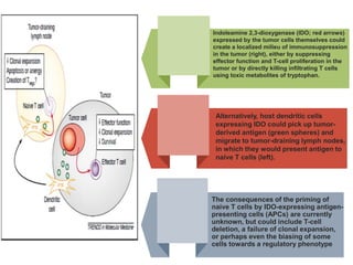 Indoleamine 2,3-dioxygenase (IDO; red arrows)
expressed by the tumor cells themselves could
create a localized milieu of immunosuppression
in the tumor (right), either by suppressing
effector function and T-cell proliferation in the
tumor or by directly killing infiltrating T cells
using toxic metabolites of tryptophan.
Alternatively, host dendritic cells
expressing IDO could pick up tumor-
derived antigen (green spheres) and
migrate to tumor-draining lymph nodes,
in which they would present antigen to
naive T cells (left).
The consequences of the priming of
naive T cells by IDO-expressing antigen-
presenting cells (APCs) are currently
unknown, but could include T-cell
deletion, a failure of clonal expansion,
or perhaps even the biasing of some
cells towards a regulatory phenotype
 
