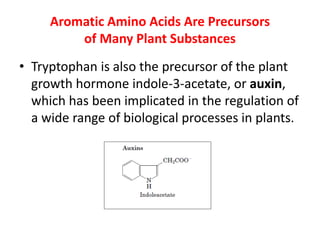 Aromatic Amino Acids Are Precursors
of Many Plant Substances
• Tryptophan is also the precursor of the plant
growth hormone indole-3-acetate, or auxin,
which has been implicated in the regulation of
a wide range of biological processes in plants.
 
