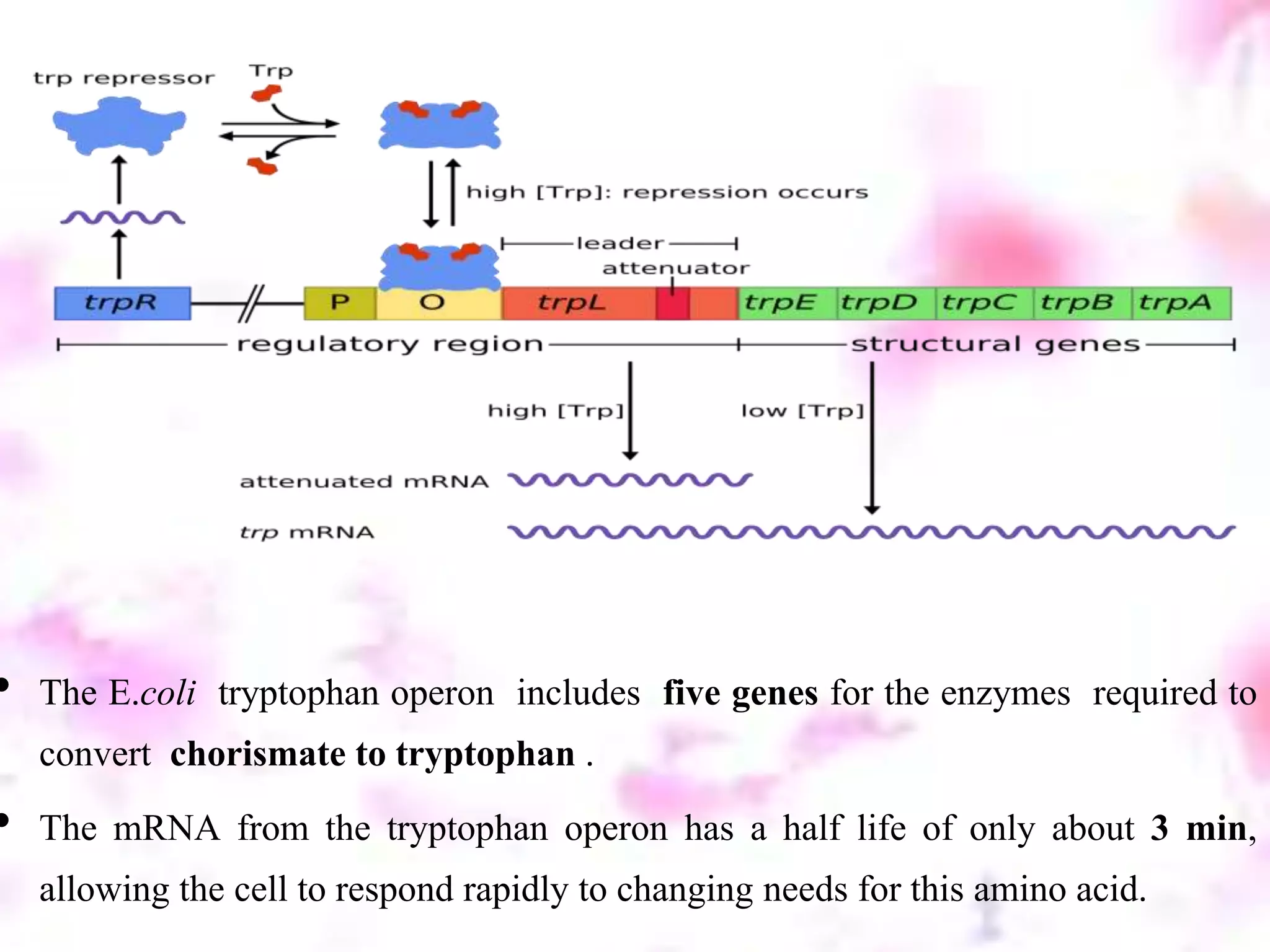 • The E.coli tryptophan operon includes five genes for the enzymes required to
convert chorismate to tryptophan .
• The mRNA from the tryptophan operon has a half life of only about 3 min,
allowing the cell to respond rapidly to changing needs for this amino acid.
 