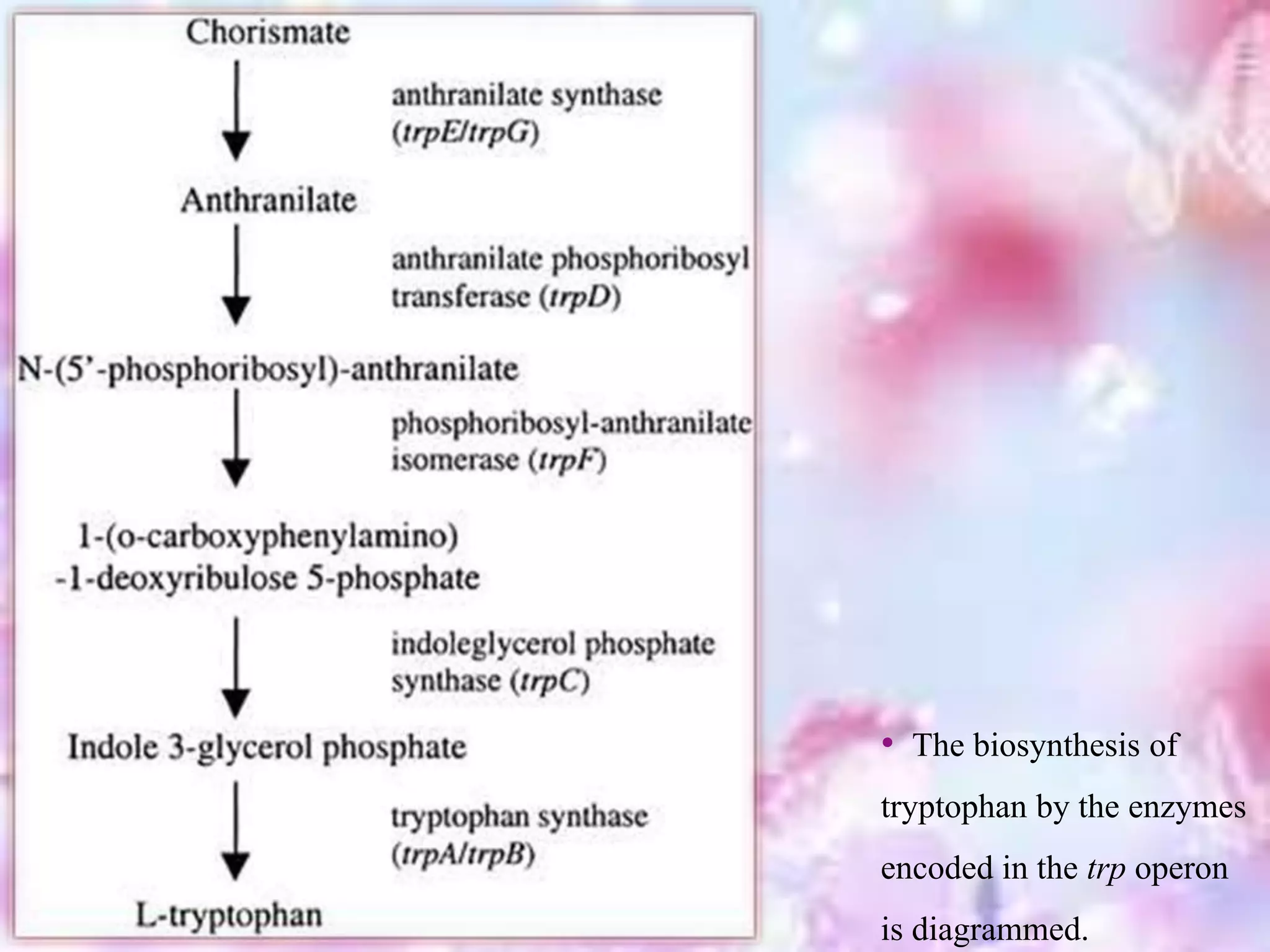 • The biosynthesis of
tryptophan by the enzymes
encoded in the trp operon
is diagrammed.
 