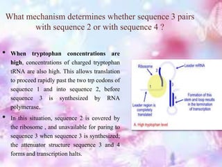 What mechanism determines whether sequence 3 pairs
with sequence 2 or with sequence 4 ?
• When tryptophan concentrations are
high, concentrations of charged tryptophan
tRNA are also high. This allows translation
to proceed rapidly past the two trp codons of
sequence 1 and into sequence 2, before
sequence 3 is synthesized by RNA
polymerase.
• In this situation, sequence 2 is covered by
the ribosome , and unavailable for paring to
sequence 3 when sequence 3 is synthesized;
the attenuator structure sequence 3 and 4
forms and transcription halts.
 