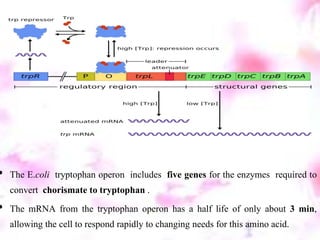 • The E.coli tryptophan operon includes five genes for the enzymes required to
convert chorismate to tryptophan .
• The mRNA from the tryptophan operon has a half life of only about 3 min,
allowing the cell to respond rapidly to changing needs for this amino acid.
 