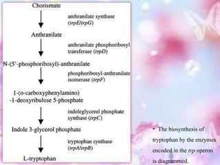 • The biosynthesis of
tryptophan by the enzymes
encoded in the trp operon
is diagrammed.
 