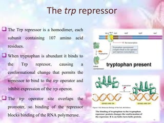 The trp repressor
 The Trp repressor is a homodimer, each
subunit containing 107 amino acid
residues.
 When tryptophan is abundant it binds to
the Trp represor, causing a
conformational change that permits the
repressor to bind to the trp operator and
inhibit expression of the trp operon.
 The trp operator site overlaps the
promoter, so binding of the repressor
blocks binding of the RNA polymerase.
 