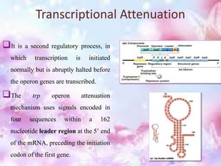Transcriptional Attenuation
It is a second regulatory process, in
which transcription is initiated
normally but is abruptly halted before
the operon genes are transcribed.
The trp operon attenuation
mechanism uses signals encoded in
four sequences within a 162
nucleotide leader region at the 5’ end
of the mRNA, preceding the initiation
codon of the first gene.
 