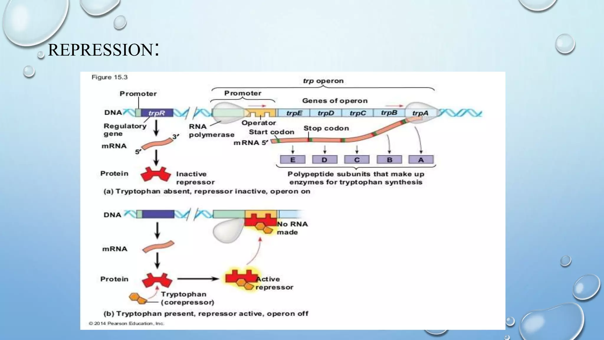 Tryptophan operon | PPTX