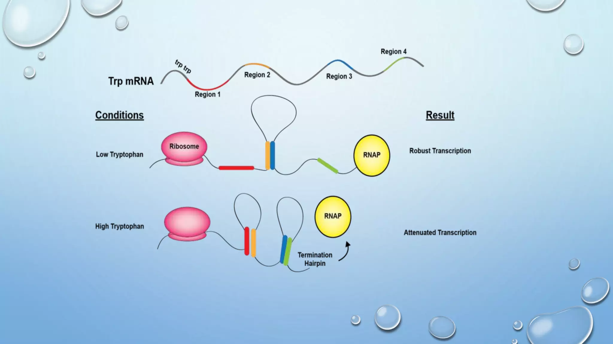 Tryptophan operon | PPTX
