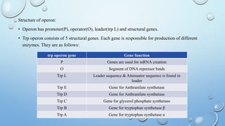 Structure of operon:
• Operon has promoter(P), operator(O), leader(trp L) and structural genes.
• Trp operon consists of 5 structural genes. Each gene is responsible for production of different
enzymes. They are as follows:
trp operon gene Gene function
P Genes are used for mRNA creation
O Segment of DNA repressor binds
Trp L Leader sequence & Attenuator sequence is found in
leader
Trp E Gene for Anthranilate synthetase
Trp D Gene for Anthranilate synthetase
Trp C Gene for glycerol phosphate synthetase
Trp B Gene for tryptophan synthetase β
Trp A Gene for tryptophan synthetase α
