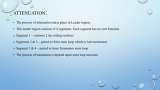 ATTENUATION:
• The process of attenuation takes place in Leader region.
• This leader region consists of 4 segments. Each segment has its own function.
o Segment 1 – contains 2 trp coding residues
o Segments 2 & 3 – paired to form stem loop which is Anti terminator
o Segment 3 & 4 – paired to form Terminator stem loop
• The process of translation is depend upon stem loop structure