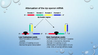 Tryptophan operon
