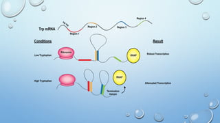Tryptophan operon