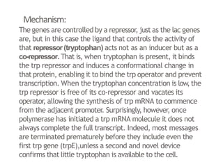 Mechanism:
The genes are controlled by a repressor, just as the lac genes
are, but in this case the ligand that controls the activity of
that repressor(tryptophan) acts not as an inducer but as a
co-repressor.That is, when tryptophan is present, it binds
the trp repressor and induces a conformational change in
that protein, enabling it to bind the trp operator and prevent
transcription. When the tryptophan concentration is low,the
trp repressor is free of its co-repressor and vacates its
operator, allowing the synthesis of trp mRNA to commence
from the adjacent promoter. Surprisingly, however, once
polymerase has initiated a trp mRNA molecule it does not
always complete the full transcript. Indeed, most messages
are terminated prematurely before they include even the
first trp gene (trpE),unless a second and novel device
confirms that little tryptophan is available to the cell.
28
 