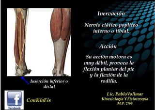 Anatomia del Triceps Sural