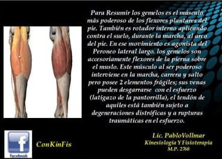 Anatomia del Triceps Sural