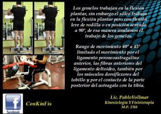 Anatomia del Triceps Sural