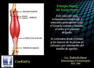 Anatomia del Triceps Sural