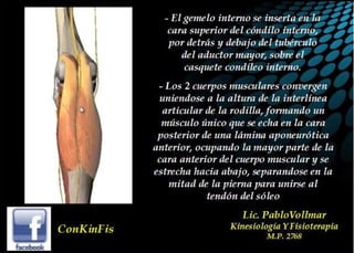 Anatomia del Triceps Sural