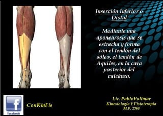 Anatomia del Triceps Sural