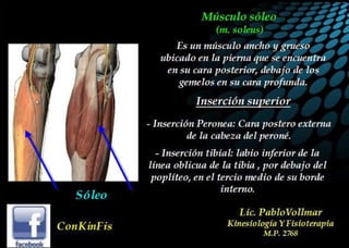 Anatomia del Triceps Sural