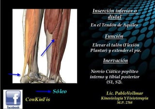 Anatomia del Triceps Sural