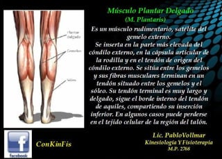 Anatomia del Triceps Sural