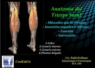 Anatomia del Triceps Sural