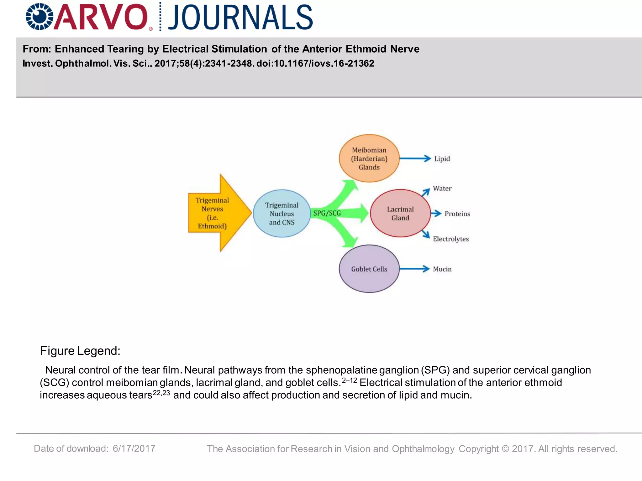 Electrical stimulators:
Date of download: 6/17/2017 The Association for Research in Vision and Ophthalmology Copyright © 2017. All rights reserved.
From: Enhanced Tearing by Electrical Stimulation of the Anterior Ethmoid Nerve
Invest. Ophthalmol. Vis. Sci.. 2017;58(4):2341-2348. doi:10.1167/iovs.16-21362
Figure Legend:
Neural control of the tear film. Neural pathways from the sphenopalatine ganglion (SPG) and superior cervical ganglion
(SCG) control meibomian glands, lacrimal gland, and goblet cells.2–12 Electrical stimulation of the anterior ethmoid
increases aqueous tears22,23 and could also affect production and secretion of lipid and mucin.
 