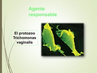 Agente
responsable
El protozoo
Trichomonas
vaginalis
 