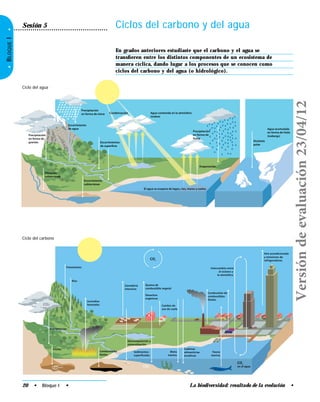 20 • Bloque I • La biodiversidad: resultado de la evolución •
•BLOQUEI•
CO2
CO2
CO2
en el aguaCO2
Ganadería
intensiva
Cambio de
uso de suelo
Incendios
forestales
Fotosíntesis
Ríos
Precipitación
Combustibles
fósiles
Fósiles Cadenas
alimenticias
acuáticas
Sedimentos
superﬁciales
Descomposición y
mineralización
Biota
marina
Fauna
marina
Quema de
combustible vegetal
Desechos
orgánicos
Combustión de
combustibles
fósiles
Aire acondicionado
y emisiones de
refrigeradores
Intercambio entre
el océano y
la atmósfera
Ciclos del carbono y del aguaSesión 5
En grados anteriores estudiaste que el carbono y el agua se
transﬁeren entre los distintos componentes de un ecosistema de
manera cíclica, dando lugar a los procesos que se conocen como
ciclos del carbono y del agua (o hidrológico).
Precipitación
en forma de
lluvia
Deshielo
polar
Agua acumulada
en forma de hielo
(icebergs)
Precipitación
en forma de nieve
Precipitación
en forma de
granizo
Escurrimiento
de agua
Filtración
subterránea
Escurrimiento
subterráneo
Escurrimientos
de superﬁcie
Condensación Agua contenida en la atmósfera
(nubes)
Evaporación
El agua se evapora de lagos, ríos, mares y suelos
Ciclo del agua
Ciclo del carbono
Versióndeevaluación23/04/12
 