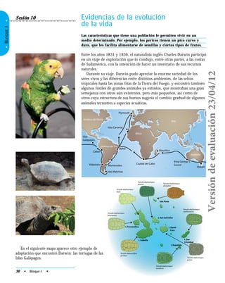30 • Bloque I •
•BLOQUEI•
Isla Pinta
I. San Salvador
I. Fernandina
I. Isabella
I. Española
I. San
Cristóbal
I. Santa
Cruz
Testudo elephantopus
darwini
Testudo elephantopus
becki
Testudo elephantopus
phantastica
Testudo elephantopus
abingdoni
Testudo elephantopus
chathamensis
Testudo elephantopus
porteri
Testudo elephantopus
hoodensis
Testudo elephantopus
guntheri
Evidencias de la evolución
de la vida
Las características que tiene una población le permiten vivir en un
medio determinado. Por ejemplo, los pericos tienen un pico curvo y
duro, que les facilita alimentarse de semillas y ciertos tipos de frutos.
Entre los años 1831 y 1836, el naturalista inglés Charles Darwin participó
en un viaje de exploración que lo condujo, entre otras partes, a las costas
de Sudamérica, con la intención de hacer un inventario de sus recursos
naturales.
Durante su viaje, Darwin pudo apreciar la enorme variedad de los
seres vivos y las diferencias entre distintos ambientes, de las selvas
tropicales hasta las zonas frías de la Tierra del Fuego, y encontró también
algunos fósiles de grandes animales ya extintos, que mostraban una gran
semejanza con otros aún existentes, pero más pequeños, así como de
otros cuya estructura de sus huesos sugería el cambio gradual de algunos
animales terrestres a especies acuáticas.
Sesión 10
Australia
África
Asia
América del Norte
América del Sur
Islas
Galápagos
Callao
Valparaiso Montevideo
Islas Malvinas
Bahía
Islas Canarias
Plymouth
Ciudad del Cabo
Mauritius
King George´s
Sound
Hobart
En el siguiente mapa aparece otro ejemplo de
adaptación que encontró Darwin: las tortugas de las
Islas Galápagos.
Versióndeevaluación23/04/12
 