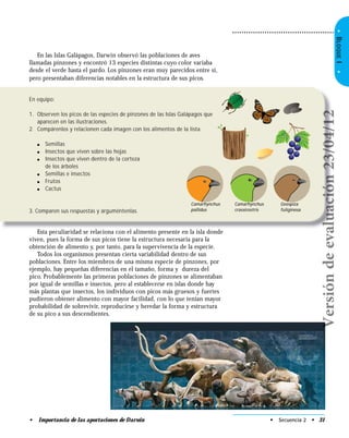 •BLOQUEI•
En equipo:
1. Observen los picos de las especies de pinzones de las Islas Galápagos que
aparecen en las ilustraciones.
2. Compárenlos y relacionen cada imagen con los alimentos de la lista.
● Semillas
● Insectos que viven sobre las hojas
● Insectos que viven dentro de la corteza
de los árboles
● Semillas e insectos
● Frutos
● Cactus
3. Comparen sus respuestas y arguméntenlas.
Camarhynchus
pallidus
Camarhynchus
crassirostris
Geospiza
fuliginosa
En las Islas Galápagos, Darwin observó las poblaciones de aves
llamadas pinzones y encontró 13 especies distintas cuyo color variaba
desde el verde hasta el pardo. Los pinzones eran muy parecidos entre sí,
pero presentaban diferencias notables en la estructura de sus picos.
• Secuencia 2 • 31• Importancia de las aportaciones de Darwin
Esta peculiaridad se relaciona con el alimento presente en la isla donde
viven, pues la forma de sus picos tiene la estructura necesaria para la
obtención de alimento y, por tanto, para la supervivencia de la especie.
Todos los organismos presentan cierta variabilidad dentro de sus
poblaciones. Entre los miembros de una misma especie de pinzones, por
ejemplo, hay pequeñas diferencias en el tamaño, forma y dureza del
pico. Probablemente las primeras poblaciones de pinzones se alimentaban
por igual de semillas e insectos, pero al establecerse en islas donde hay
más plantas que insectos, los individuos con picos más gruesos y fuertes
pudieron obtener alimento con mayor facilidad, con lo que tenían mayor
probabilidad de sobrevivir, reproducirse y heredar la forma y estructura
de su pico a sus descendientes.
Versióndeevaluación23/04/12
 
