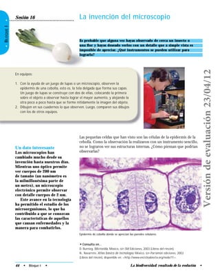 La biodiversidad: resultado de la evolución •
•BLOQUEI•
La invención del microscopioSesión 16
Es probable que alguna vez hayas observado de cerca un insecto o
una ﬂor y hayas deseado verlos con un detalle que a simple vista es
imposible de apreciar. ¿Qué instrumentos se pueden utilizar para
lograrlo?
En equipos:
1. Con la ayuda de un juego de lupas o un microscopio, observen la
epidermis de una cebolla, esto es, la tela delgada que forma sus capas.
Un juego de lupas se construye con dos de ellas, colocando la primera
sobre el objeto a observar hasta lograr el mayor aumento, y alejando la
otra poco a poco hasta que se forme nítidamente la imagen del objeto.
2. Dibujen en sus cuadernos lo que observen. Luego, comparen sus dibujos
con los de otros equipos.
Un dato interesante
Los microscopios han
cambiado mucho desde su
invención hasta nuestros días.
Mientras uno óptico permite
ver cuerpos de 200 nm
de tamaño (un nanómetro es
la milmillonésima parte de
un metro), un microscopio
electrónico permite observar
con detalle cuerpos de 2 nm.
Este avance en la tecnología
ha permitido el estudio de los
microorganismos, lo que ha
contribuido a que se conozcan
las características de aquellos
que causan enfermedades y la
manera para combatirlos.
• Consulta en…
D. Burnieg, Microvida, México, SEP-SM Ediciones, 2003 (Libros del rincón).
N., Navarrete, Atlas básico de tecnología, México, SEP-Parramón ediciones, 2003
(Libros del rincón), disponible en: <http://www.encicloabierta.org/node/11>.
Las pequeñas celdas que han visto son las células de la epidermis de la
cebolla. Como la observación la realizaron con un instrumento sencillo,
no se lograron ver sus estructuras internas. ¿Cómo piensan que podrían
observarlas?
44 • Bloque I •
Epidermis de cebolla donde se aprecian las paredes celulares.
Versióndeevaluación23/04/12
 