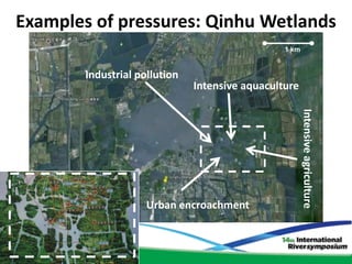 Examples of pressures: Qinhu Wetlands
                                                 1 km


        Industrial pollution
                               Intensive aquaculture




                                                        Intensive agriculture
                     Urban encroachment
 