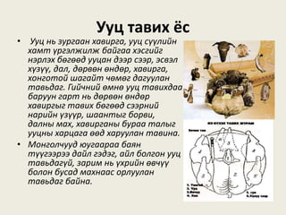 Ууц тавих ёс
• Ууц нь зургаан хавирга, ууц сүүлийн
хамт үргэлжилж байгаа хэсгийг
нэрлэх бөгөөд ууцан дээр сээр, эсвэл
хүзүү, дал, дөрвөн өндөр, хавирга,
хонготой шагайт чөмөг дагуулан
тавьдаг. Гийчний өмнө ууц тавихдаа
баруун гарт нь дөрвөн өндөр
хавиргыг тавих бөгөөд сээрний
нарийн үзүүр, шаантыг борви,
далны мах, хавирганы бураа талыг
ууцны харцага өөд харуулан тавина.
• Монголчууд юугаараа баян
түүгээрээ дайл гэдэг, айл болгон ууц
тавьдагүй, зарим нь үхрийн өвчүү
болон бусад махнаас орлуулан
тавьдаг байна.
 