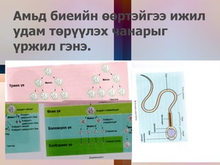 Бэлгийн үржлийн хэлбэрүүдийг мэдэх  