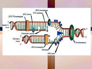 Нэг бие махбод шууд хуваагдан хоёр болох  (Амёб) Митоз Шизогони  Б өөм нь олон хэсэгт хуваагдаж тус бүр шинэ бие махбодыг үүсгэнэ.(Шилбүүртэн) Спор үүсгэх Шинээр үүсэх бие тусгай эсийн дотор байдаг. Тохимрожтой нөхцөлд шинэ бие махбод болон хөгжинө. (Нэг эст замаг) Нахиалах Зарим амьтныг биеийн гадаргууд жижиг ургацаг үүсэн түүнээс шинэ бие нахиалан ургах маягийн үржил (хөрөнгөний мөөг) Вегетатив Ургал эрхтнээр үржих хэлбэр  [ургал эрхтнээс шинэ бие махбод нөхөн төлжих] (ургамал) Бэлгийн бус  ү ржлийн хэлбэр үү д 